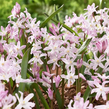 Naturalizing Lawn Bulb Collection