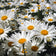 Shasta Daisy Seeds