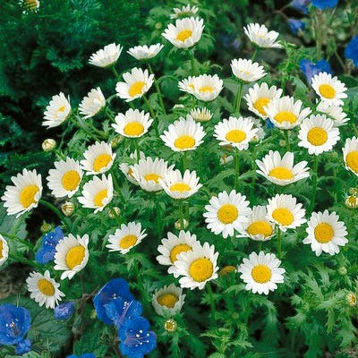 Creeping Daisy Seeds