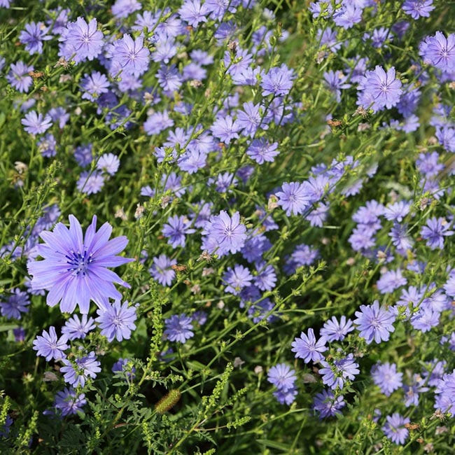 Chicory Seeds