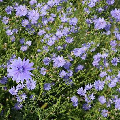 Chicory Seeds