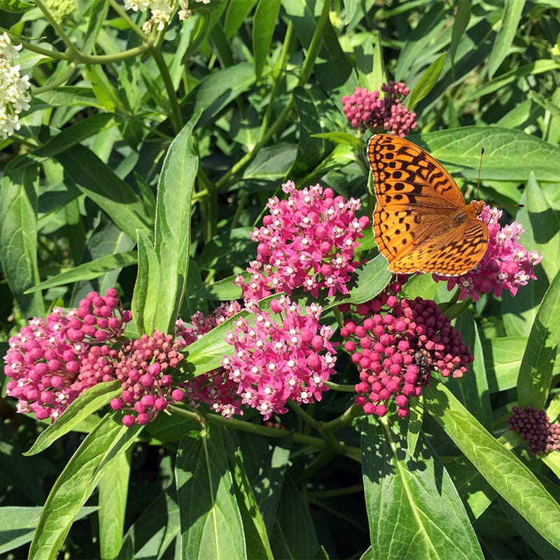 Cinderella Swamp Milkweed