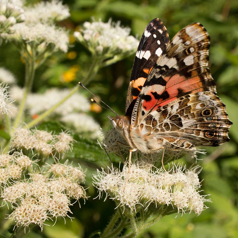 Common Boneset
