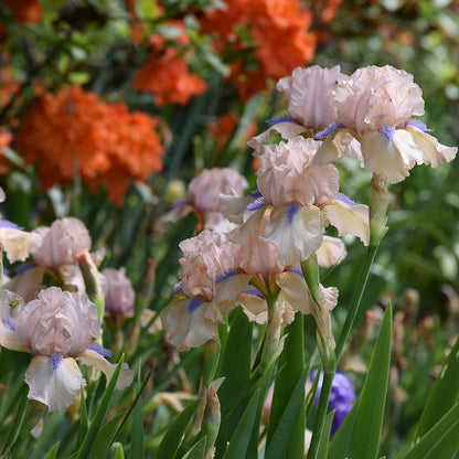 Concertina Reblooming Bearded Iris