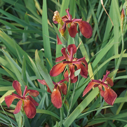 Copper Iris
