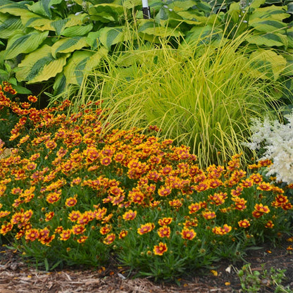 Li'l Bang™ Daybreak Coreopsis