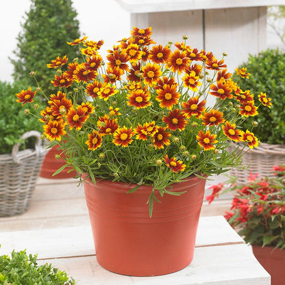 Li'l Bang™ Daybreak Coreopsis