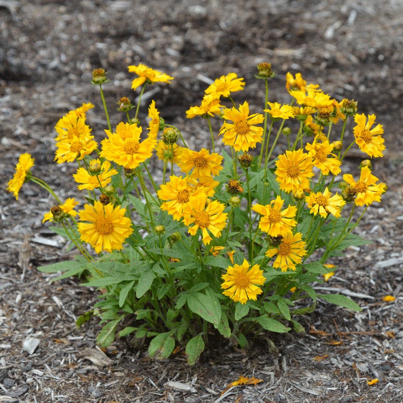 Jethro Tull Coreopsis