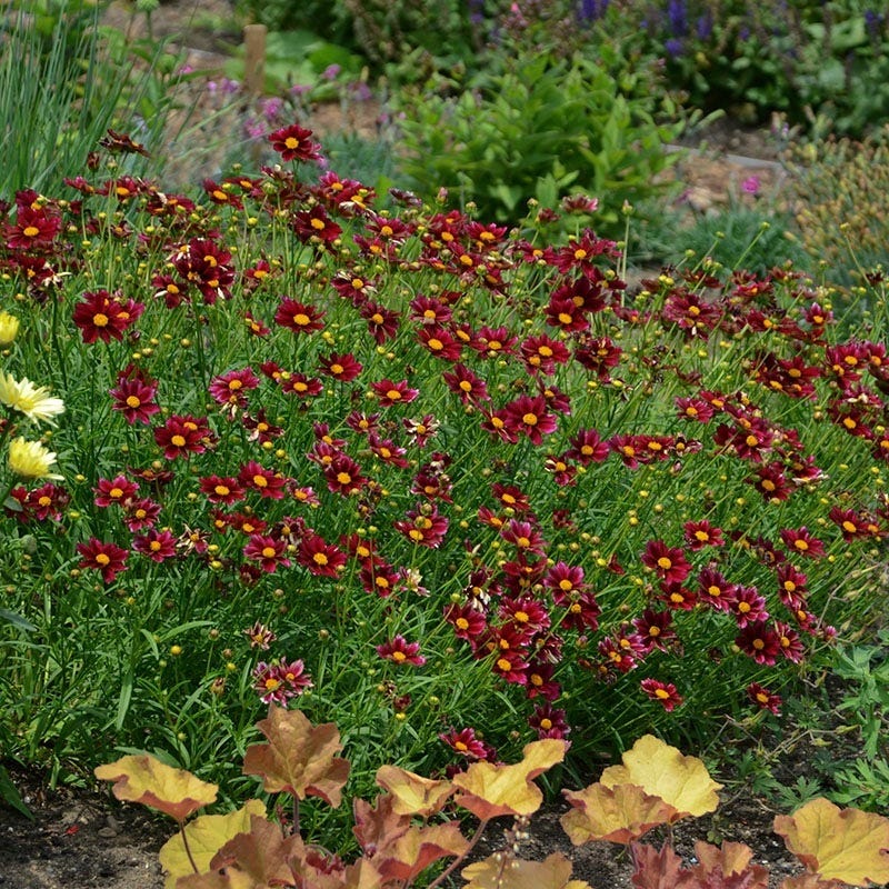 Deer Resistant Pre-Planned Garden