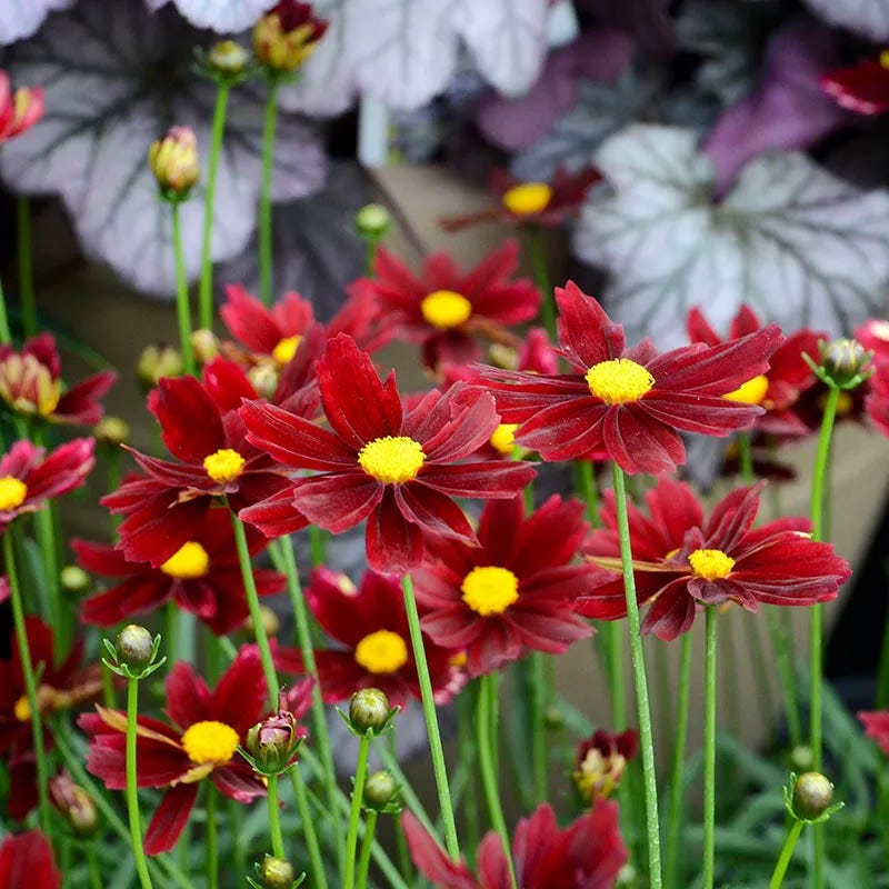 Li'l Bang™ Red Elf Coreopsis
