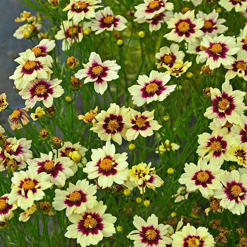 Buzz & Flutter Pollinator Pre-Planned Garden
