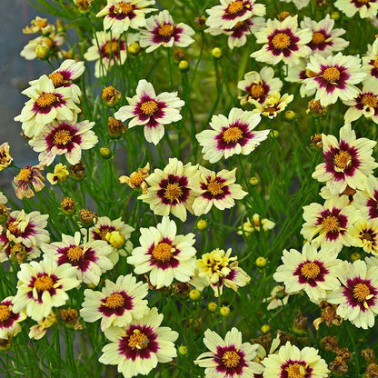 Buzz & Flutter Pollinator Pre-Planned Garden