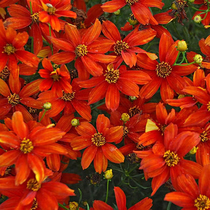 Sizzle & Spice™ Crazy Cayenne Coreopsis
