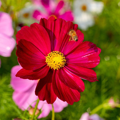 Dazzler Cosmos Seeds