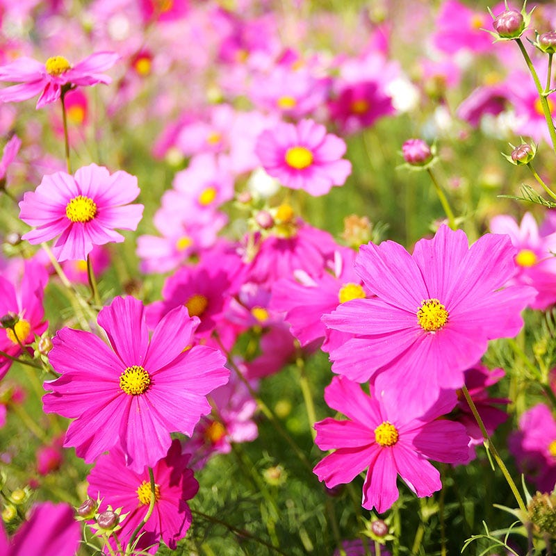 Cosmos Seeds