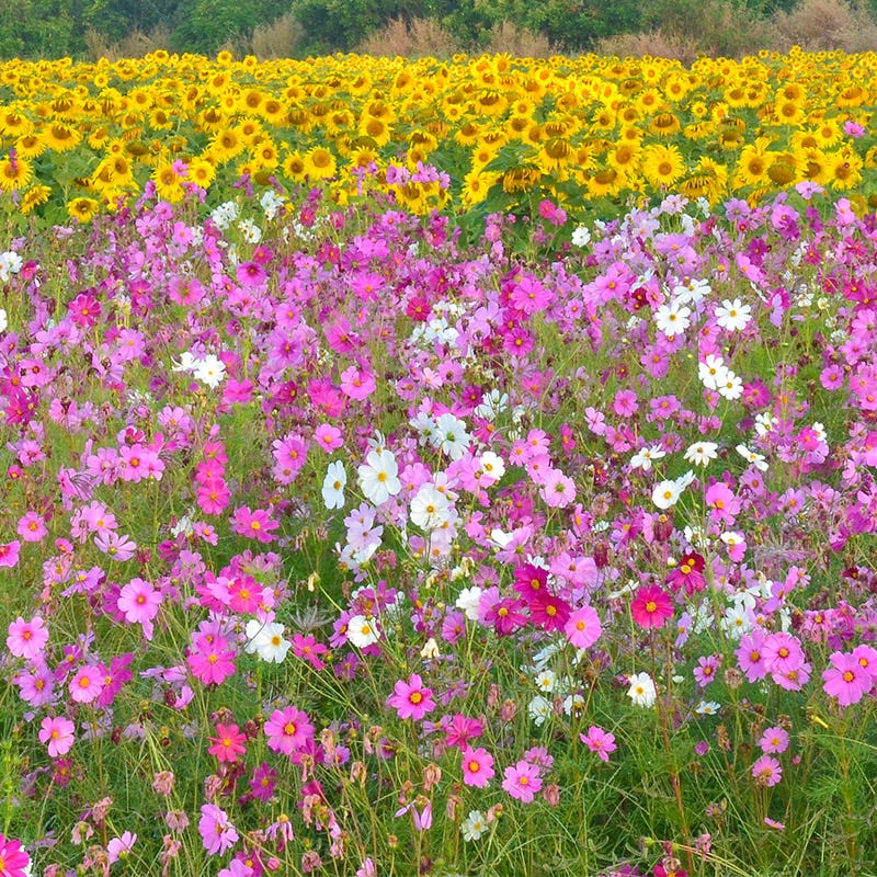 Cosmos Seeds