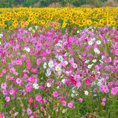 Cosmos Seeds