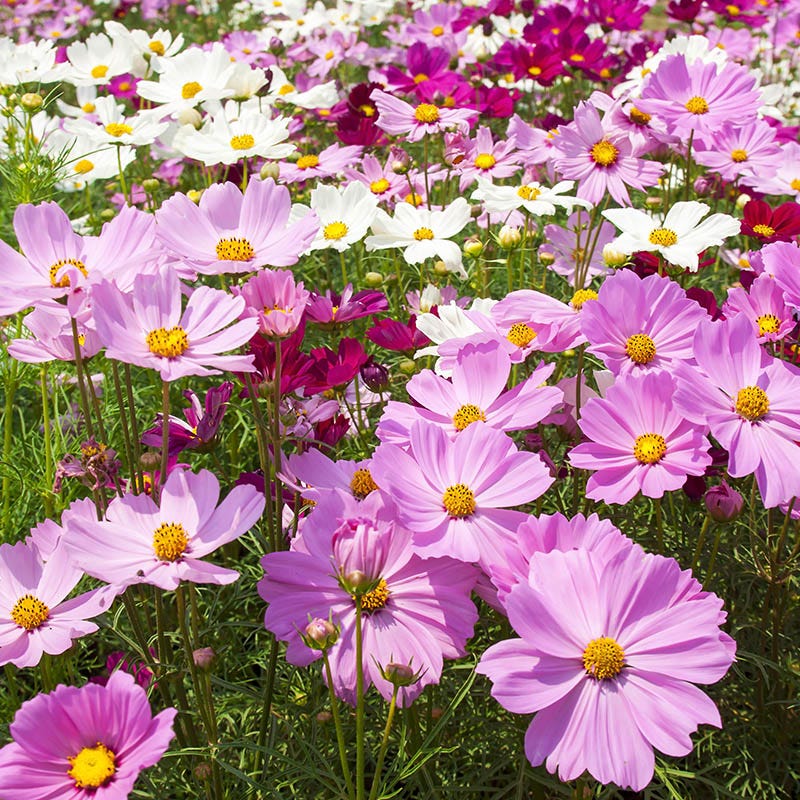 Cosmos Seeds