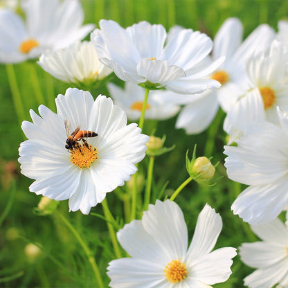 Purity Cosmos Seeds