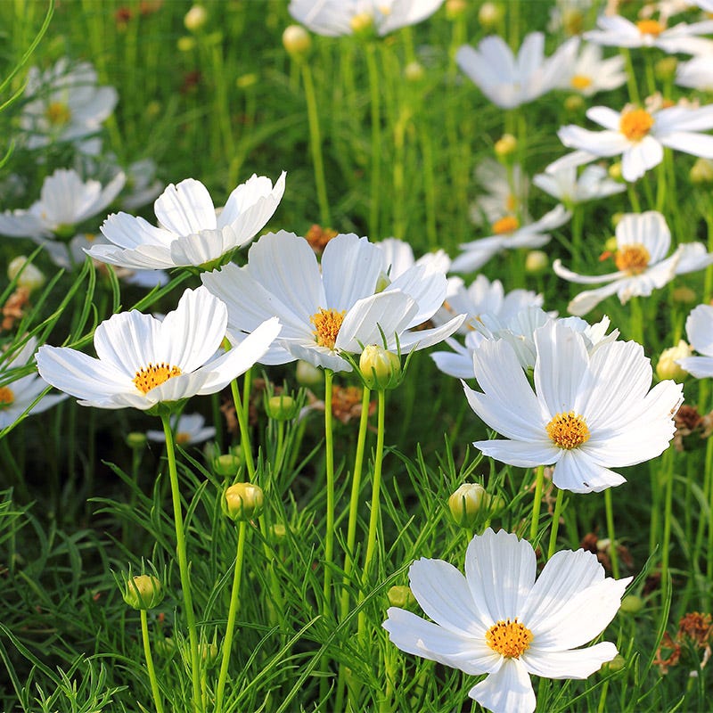 Purity Cosmos Seeds