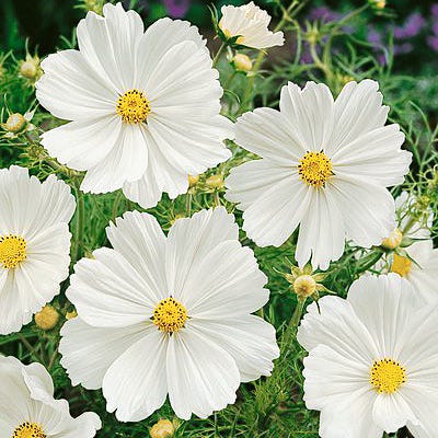Purity Cosmos Seeds