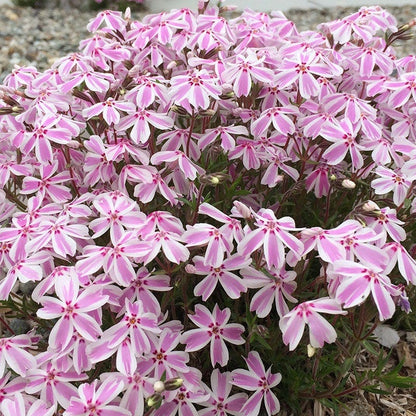 Candy Stripe Creeping Phlox
