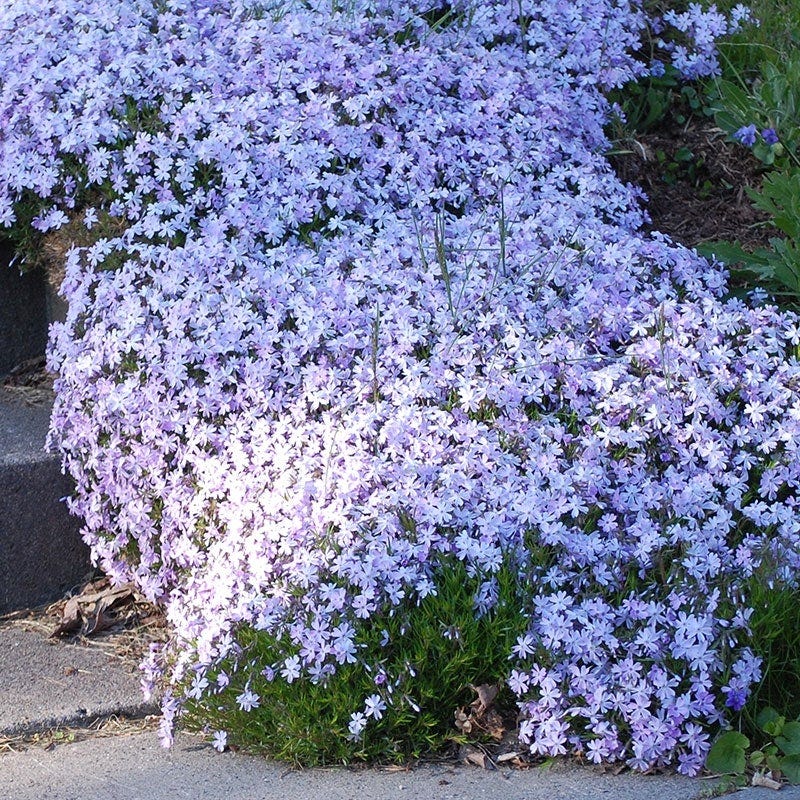 'Emerald Blue' Creeping Phlox
