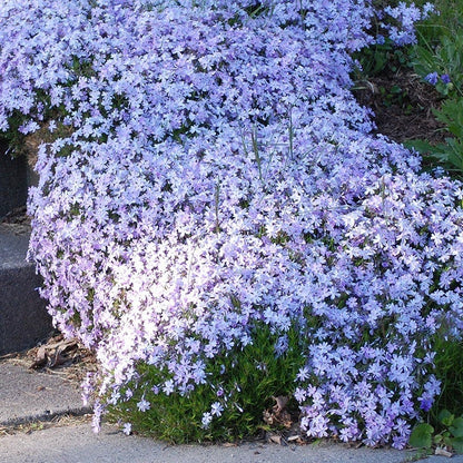 'Emerald Blue' Creeping Phlox