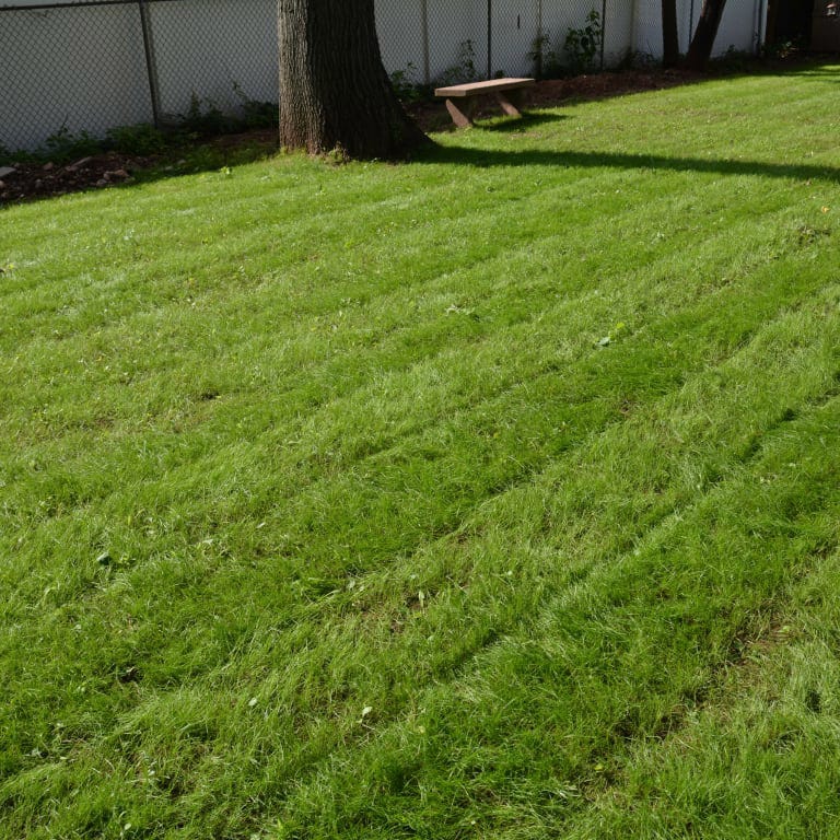 Creeping Red Fescue Grass Seeds