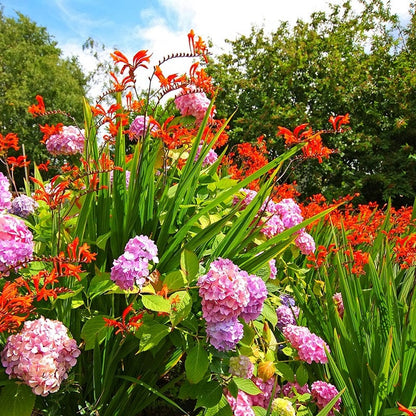 Lucifer Crocosmia