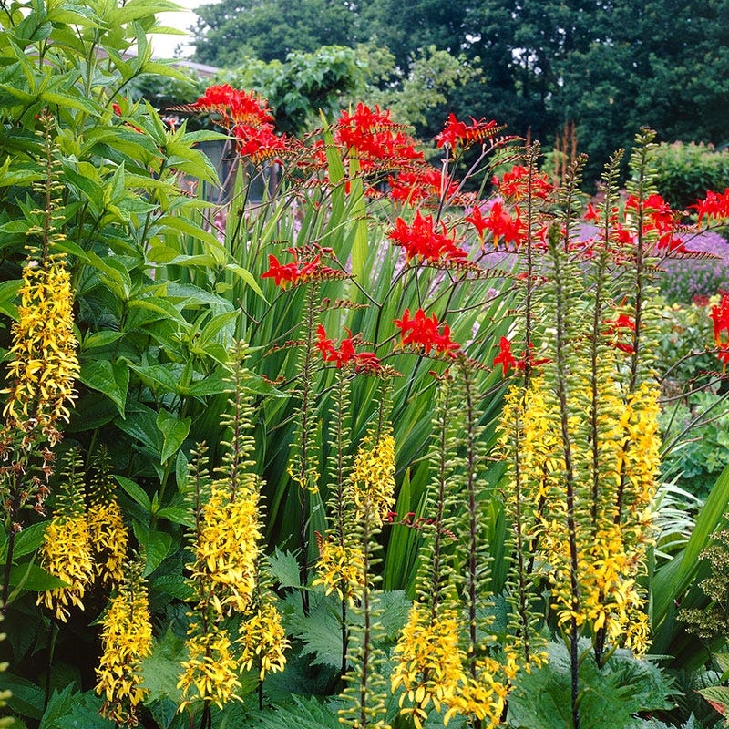 Lucifer Crocosmia