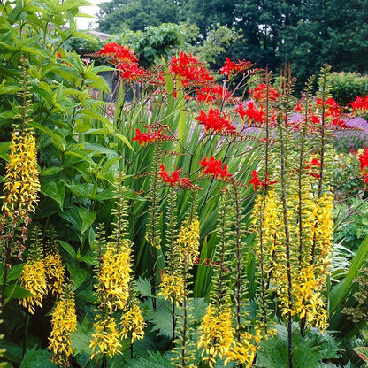 Lucifer Crocosmia