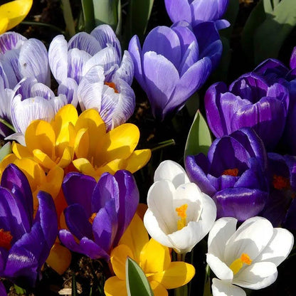 Naturalizing Lawn Bulb Collection