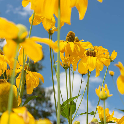 Cutleaf Coneflower