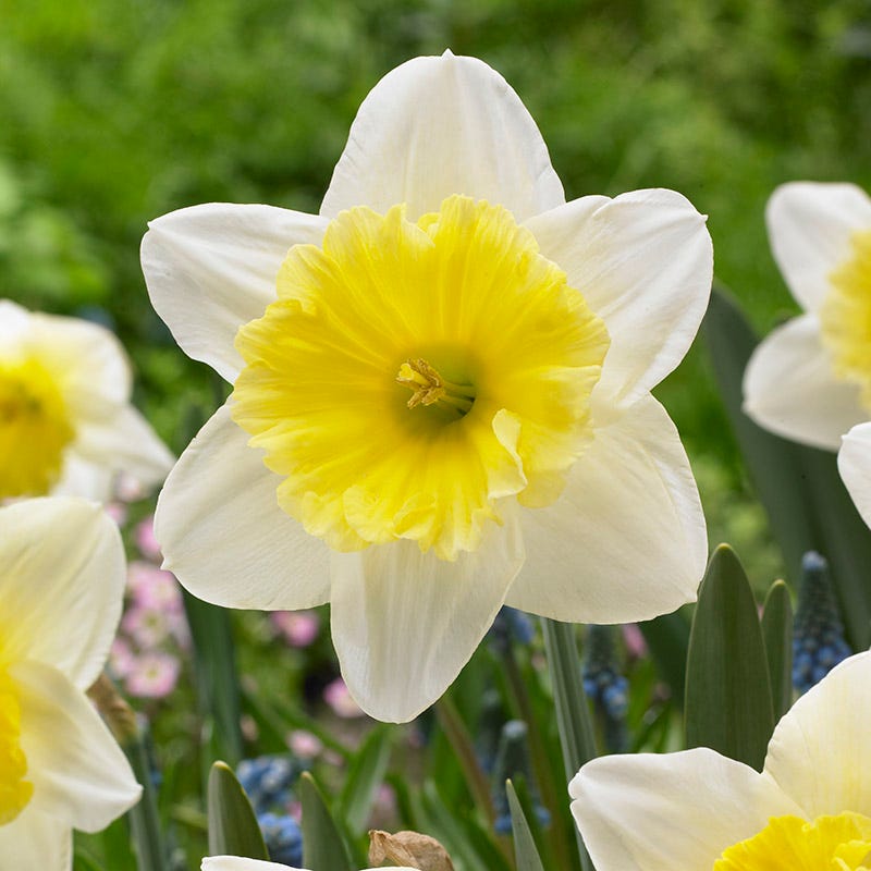 Ice Follies Large Cupped Daffodil 

