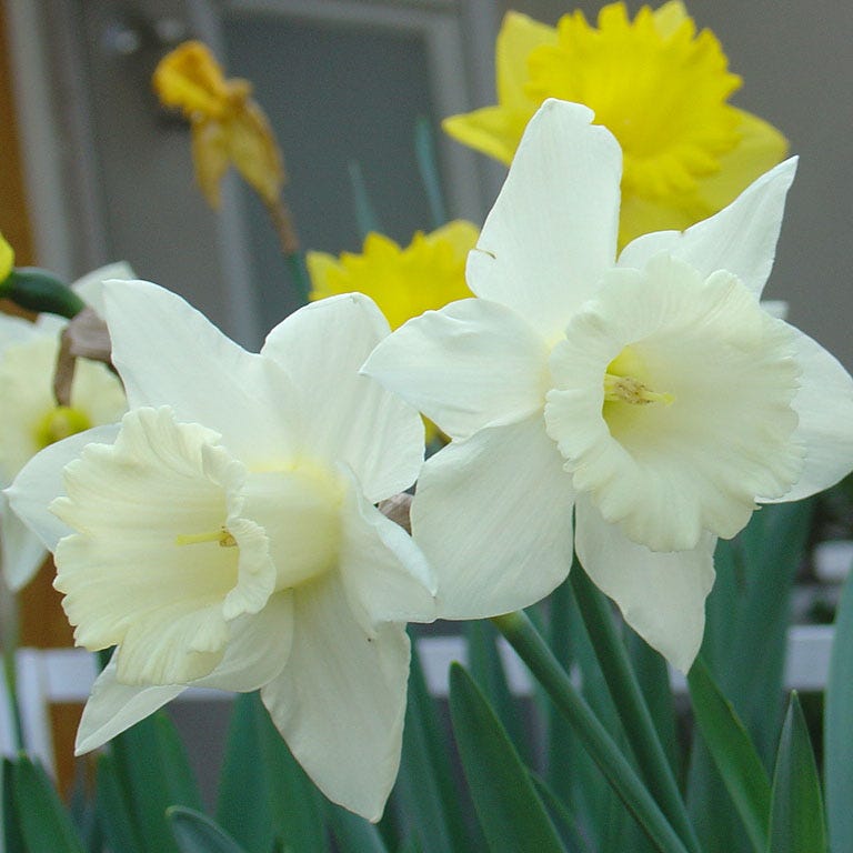 Mount Hood Trumpet Daffodil