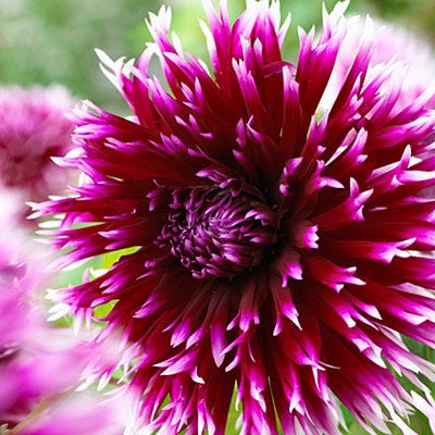 Alauna Clair-Obscur Cactus Dahlia