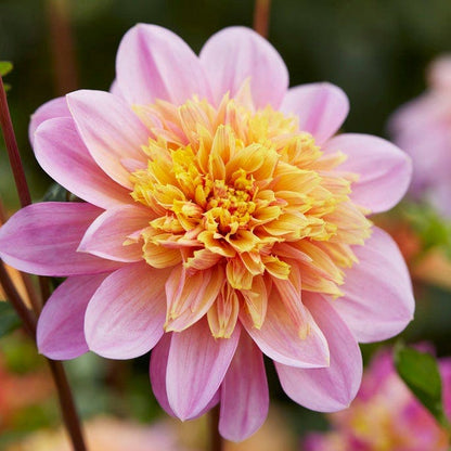 Little Charmers Dahlia Collection