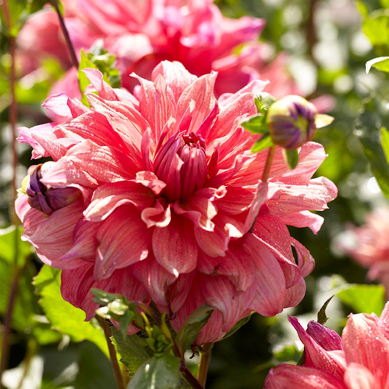 Belle of Barmera Dinner Plate Dahlia