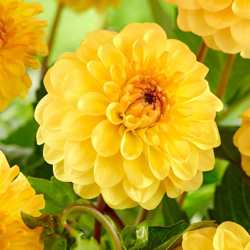 Little Charmers Dahlia Collection