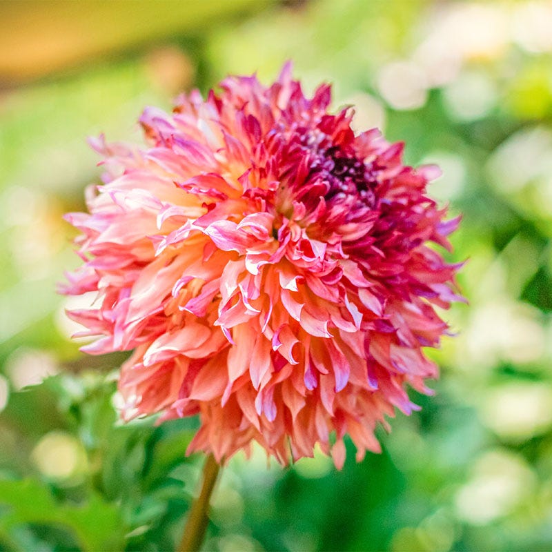 Myrtle's Folly Dahlia