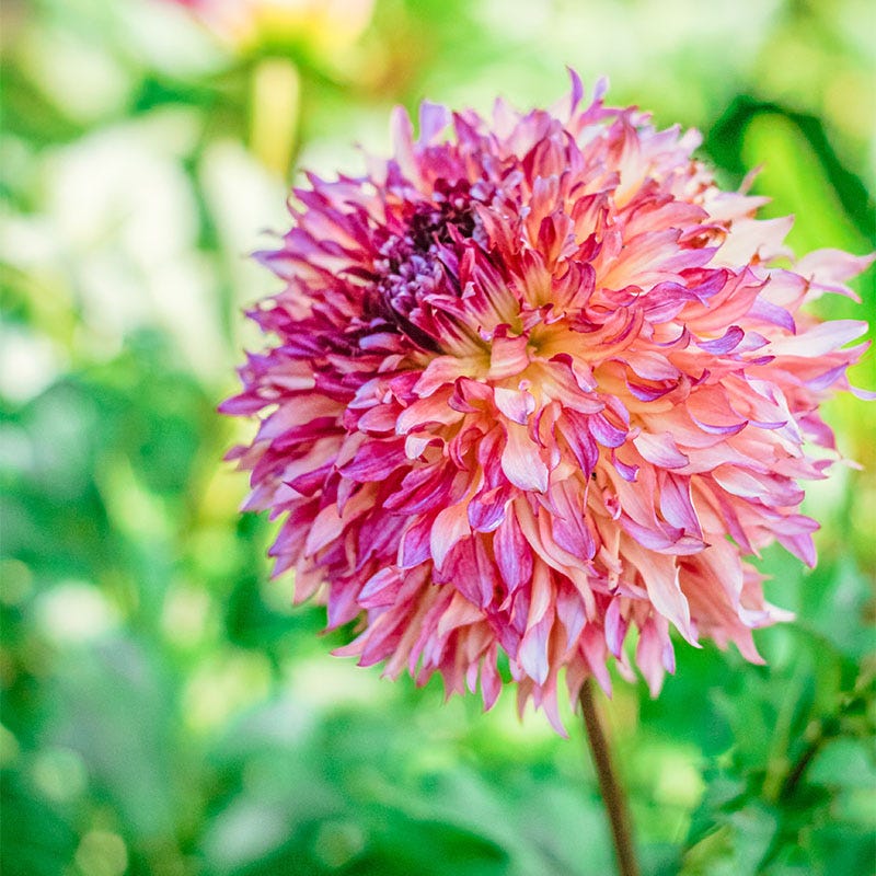 Myrtle's Folly Dahlia