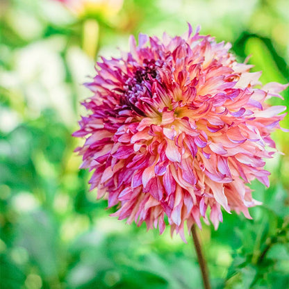 Myrtle's Folly Dahlia