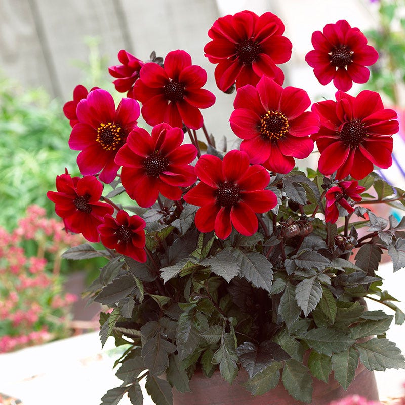 Dracula Dark Angel® Dahlia