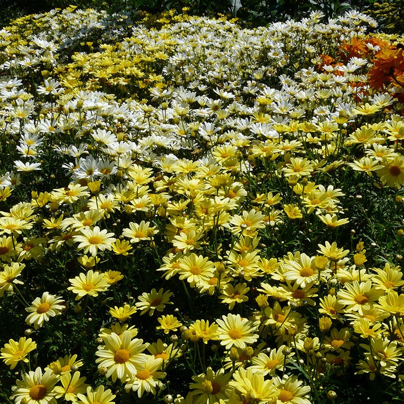 Real Sunbeam Shasta Daisy