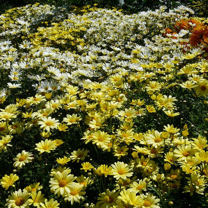 Real Sunbeam Shasta Daisy