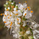 Dalea candida