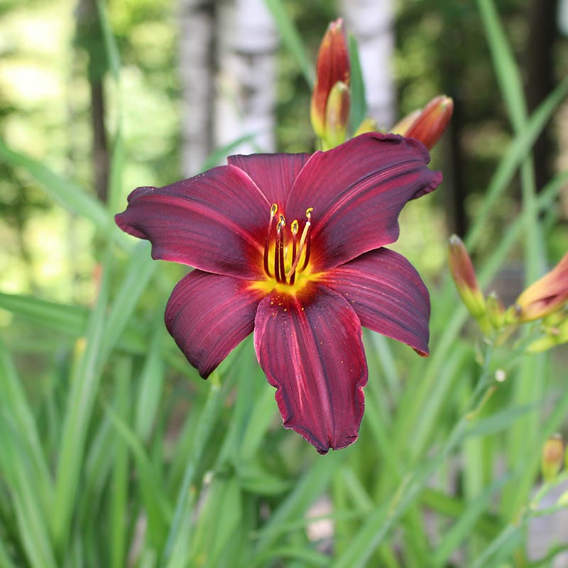 Pardon Me Reblooming Daylily
