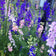 Rocket Larkspur Seeds