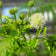 Desmanthus illinoensis